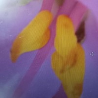 Sonerila firma (Thwaites ex C.B.Clarke) Lundin